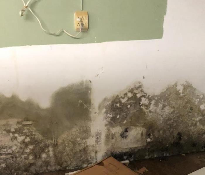 Visible mold on drywall